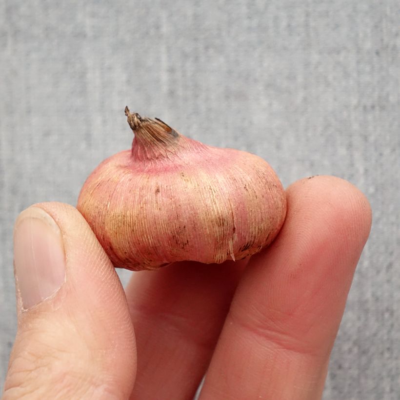 Gladiolus nanus Mix - Gladiolo nano Bulbo taglia 8+ esemplare consegnato in primavera