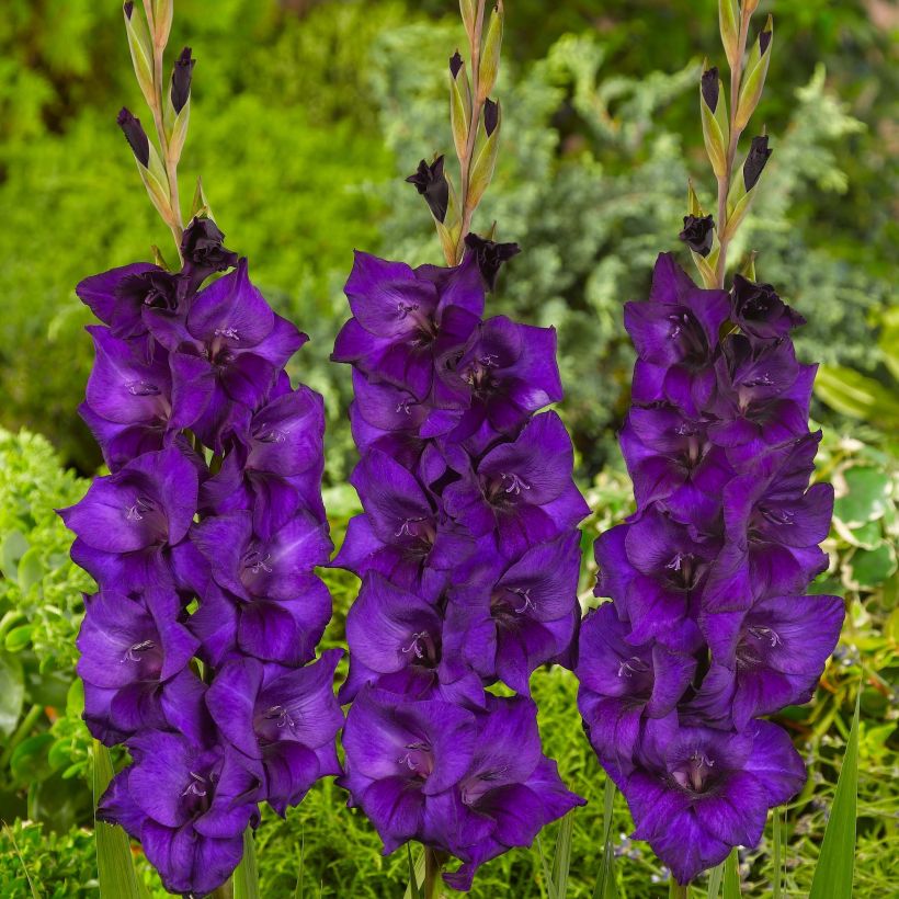 Gladiolo Purple Flora (Flowering)