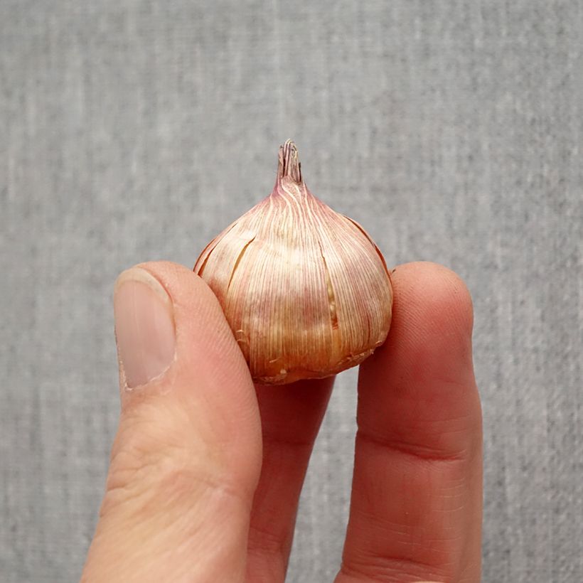 Gladiolo Blue Tropic Bulbo taglia 12+ esemplare consegnato in primavera