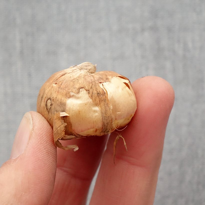 Gladiolus colvillei Frozen Sparks Bulbo taglia 10+ esemplare consegnato in primavera