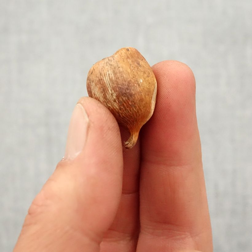 Gladiolus byzantinus Whistling Jack Bulbo taglia 6+ esemplare consegnato in primavera