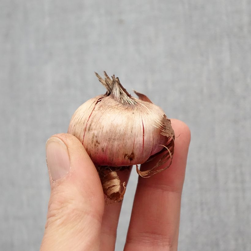 Gladiolo Flevo Laguna Bulbo taglia 12/14 esemplare consegnato in primavera