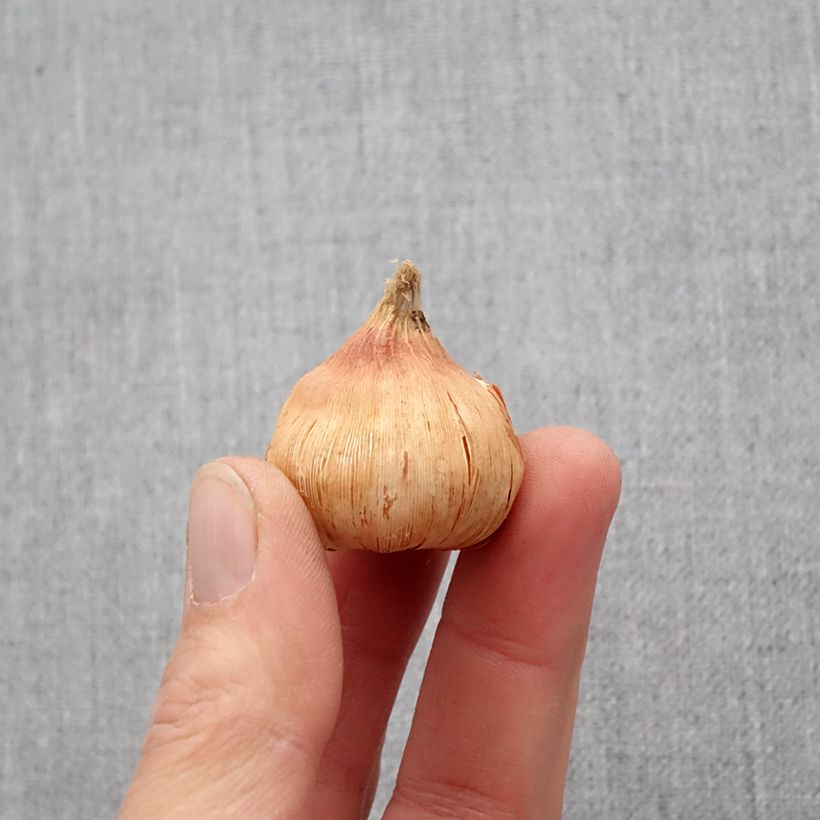 Gladiolo Oracle Bulbo taglia 14+ esemplare consegnato in primavera