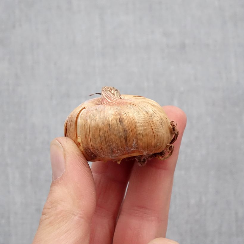 Example of Gladiolo Adrenaline Bulbo taglia 12+ as you get in printemps