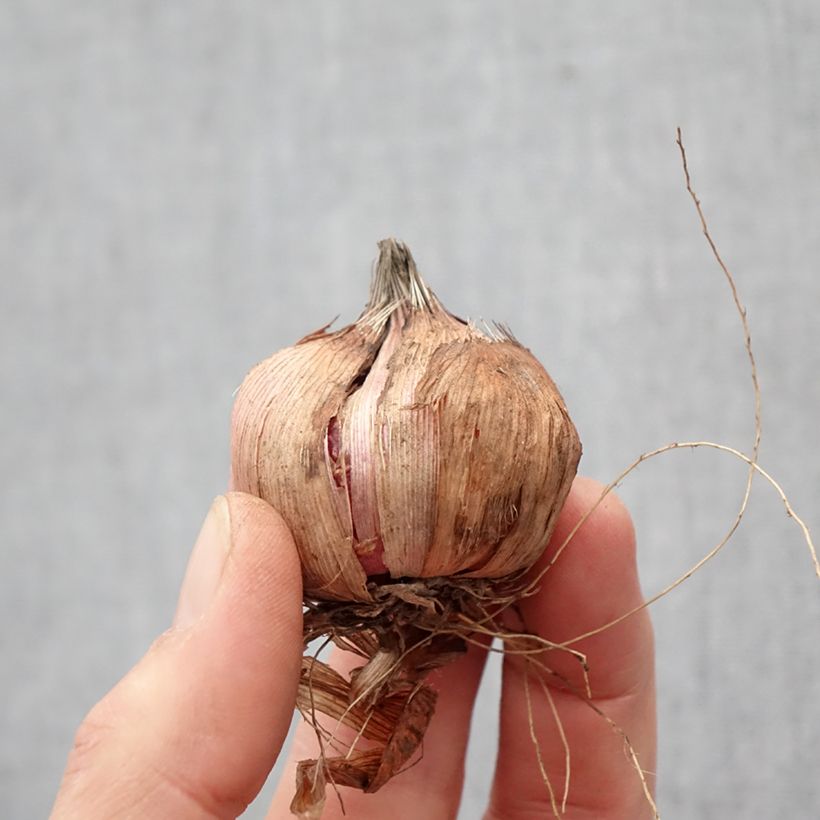 Gladiolo Black Surprise Bulbo taglia 12+ esemplare consegnato in primavera