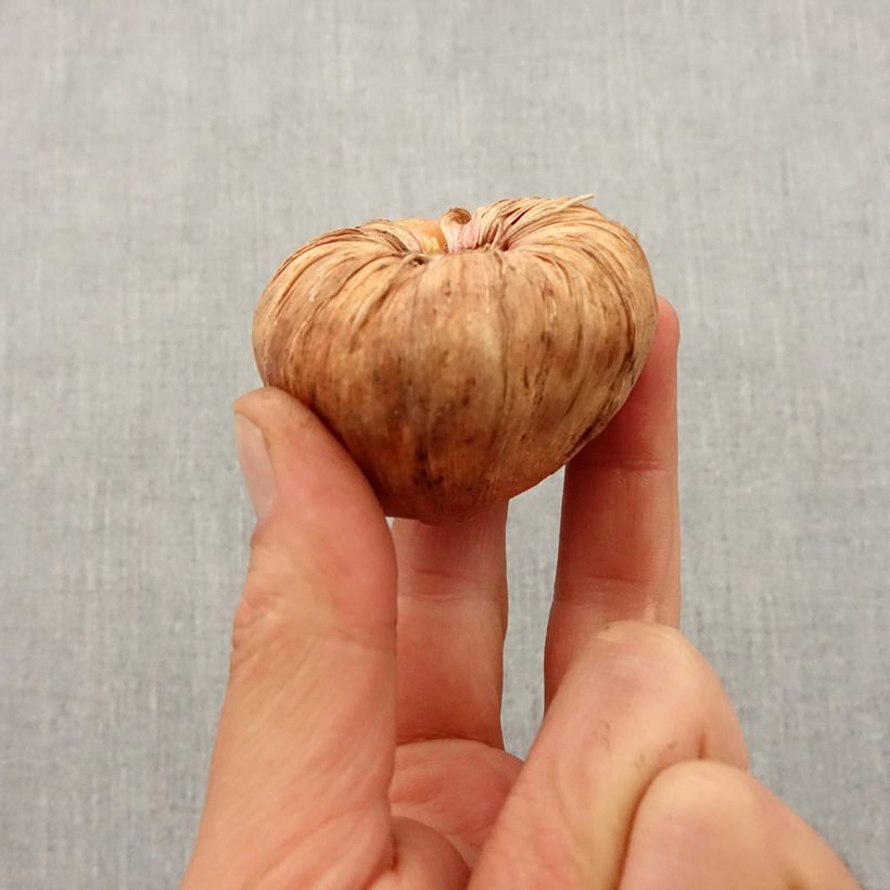 Gladiolo Blue Isle Bulbo taglia 10/12 esemplare consegnato in primavera