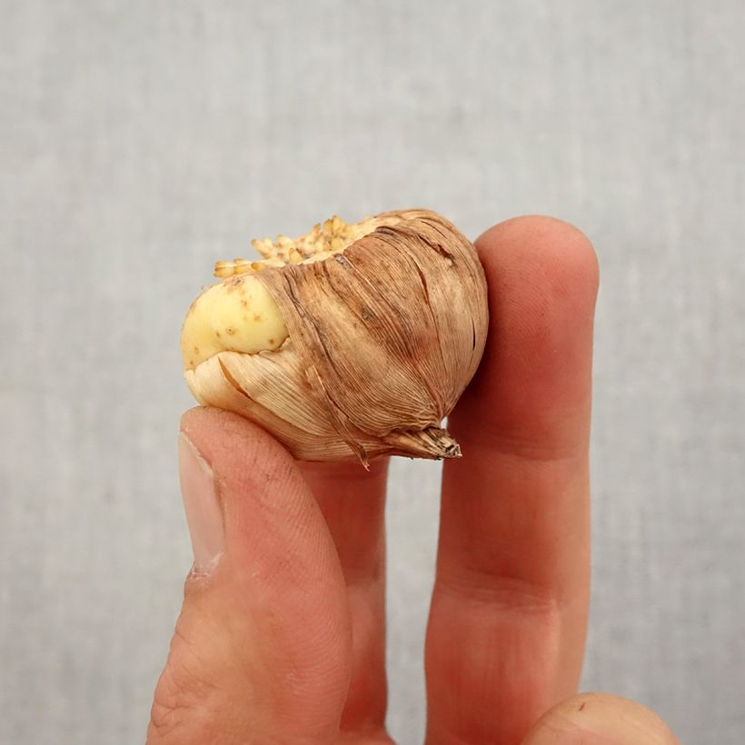 Gladiolo Bossa Nova Bulbo taglia 10/12 esemplare consegnato in primavera