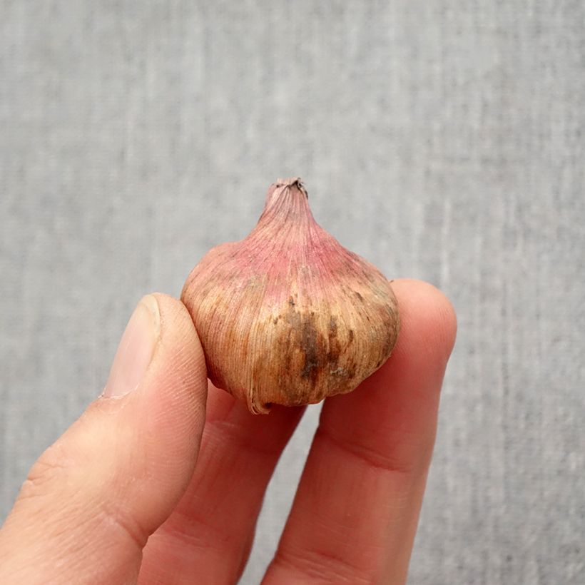 Gladiolus carneus Albidus Bulbo taglia 6+ esemplare consegnato in primavera