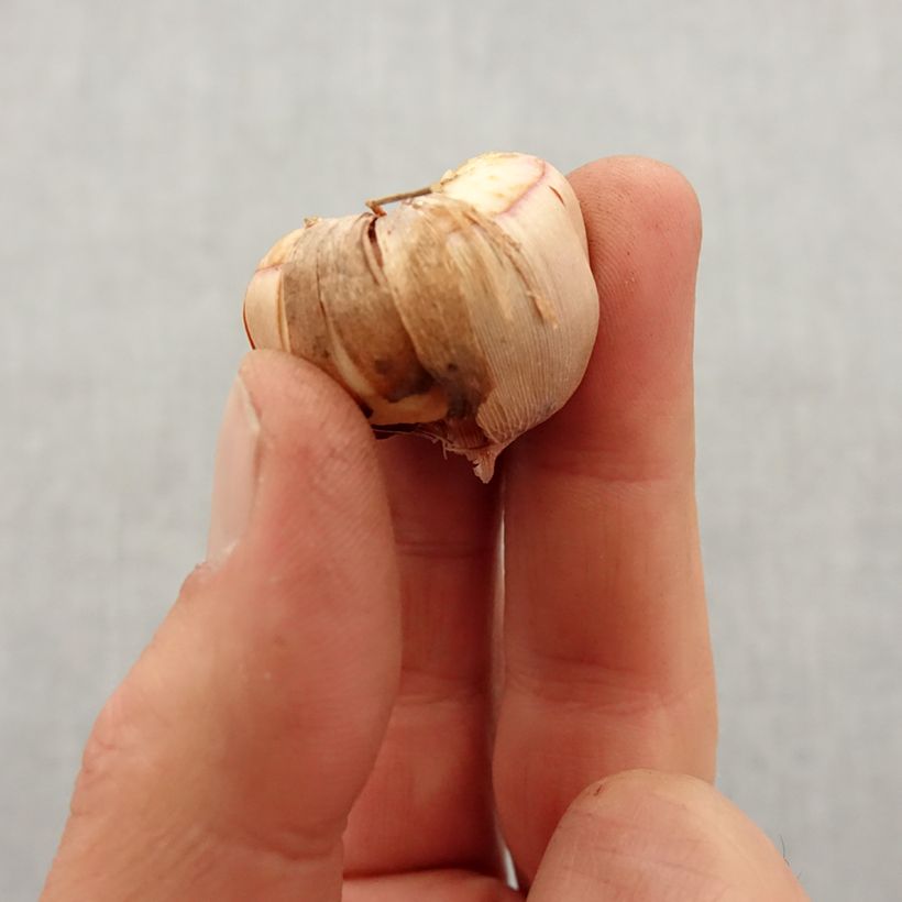 Example of Gladiolus colvillei Elvira Bulbo taglia 8+ as you get in printemps