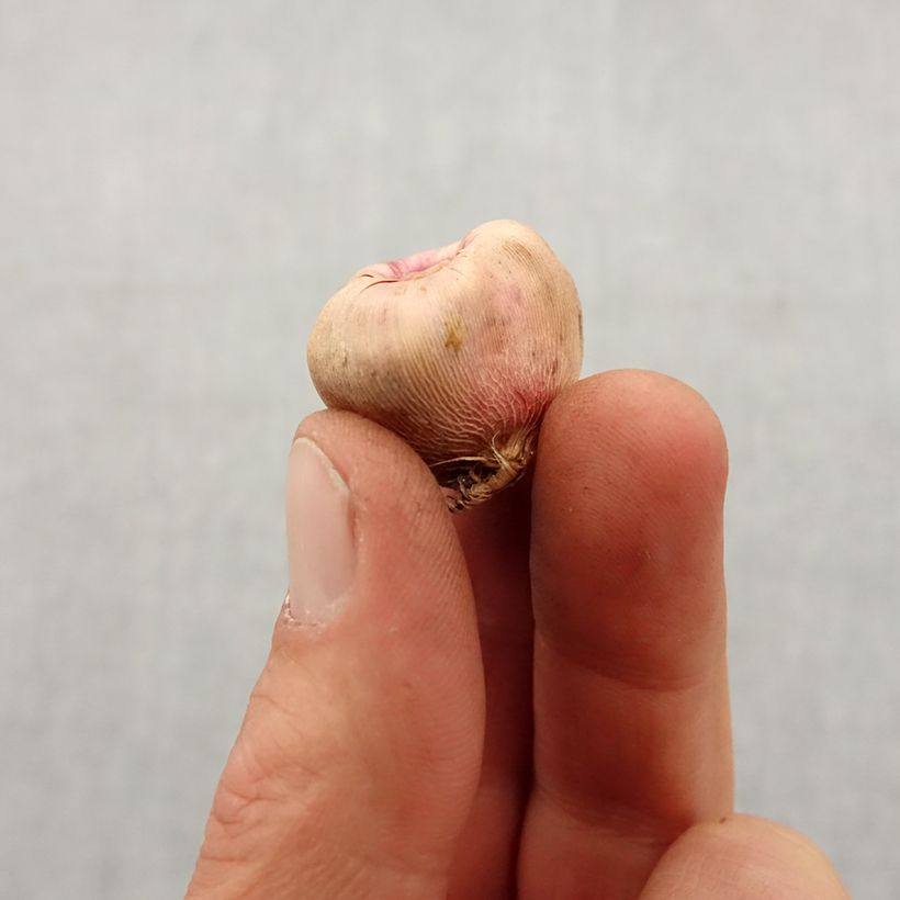 Example of Gladiolus colvillei Galaxian Bulbo taglia 8+ as you get in printemps