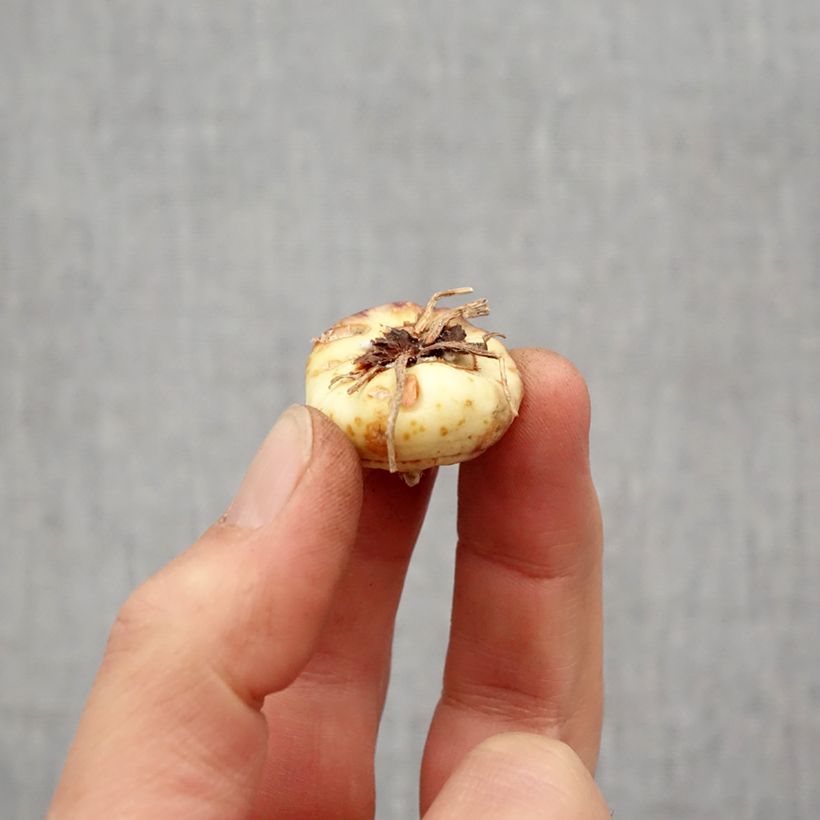 Gladiolus colvillei Robinetta Bulbo taglia 10+ esemplare consegnato in primavera