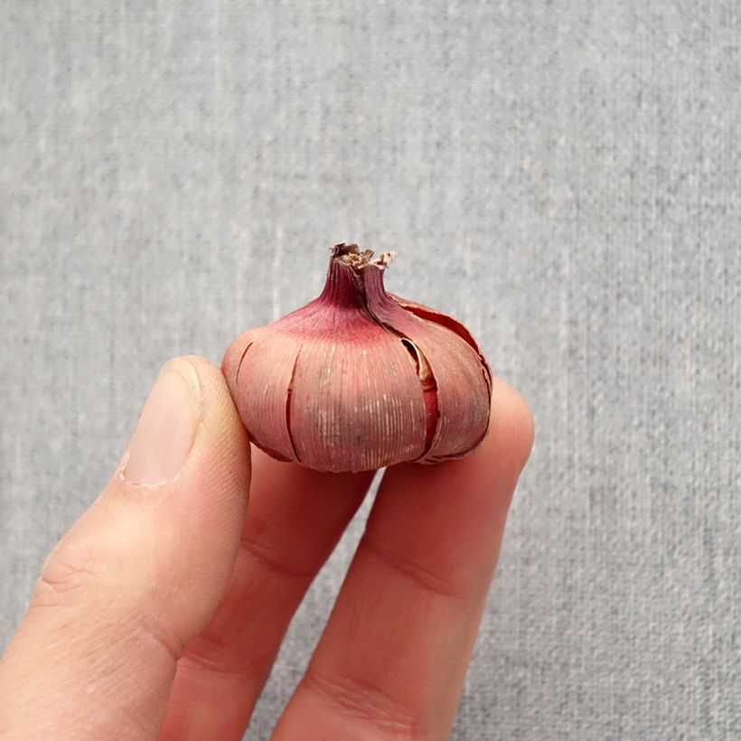 Gladiolo Dared Bulbo taglia 10/12 esemplare consegnato in primavera