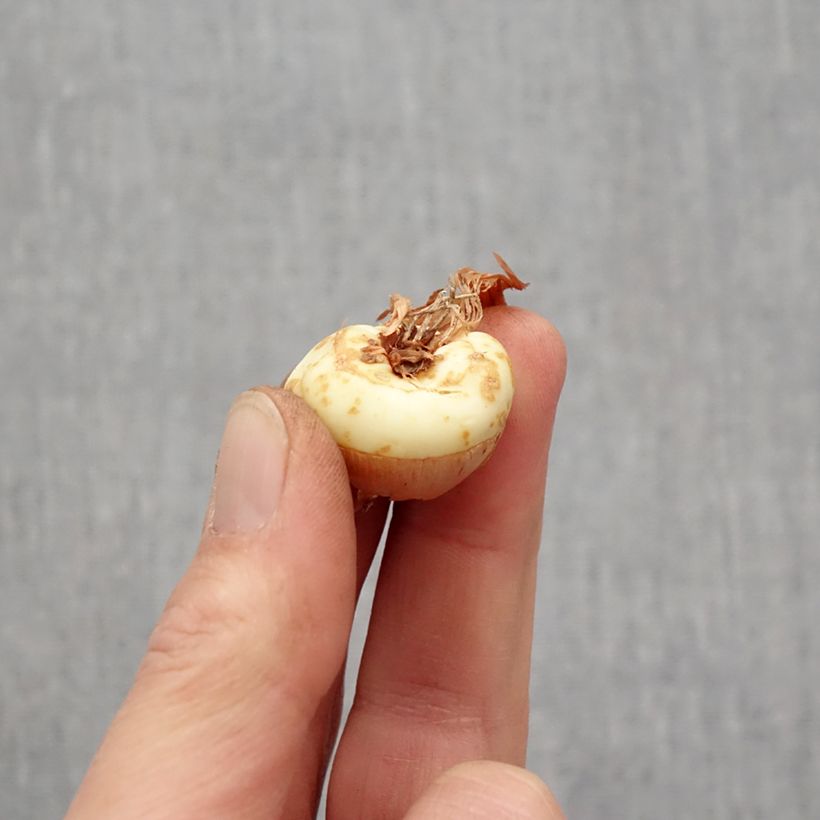 Gladiolo Dusk Bulbo taglia 14+ esemplare consegnato in primavera