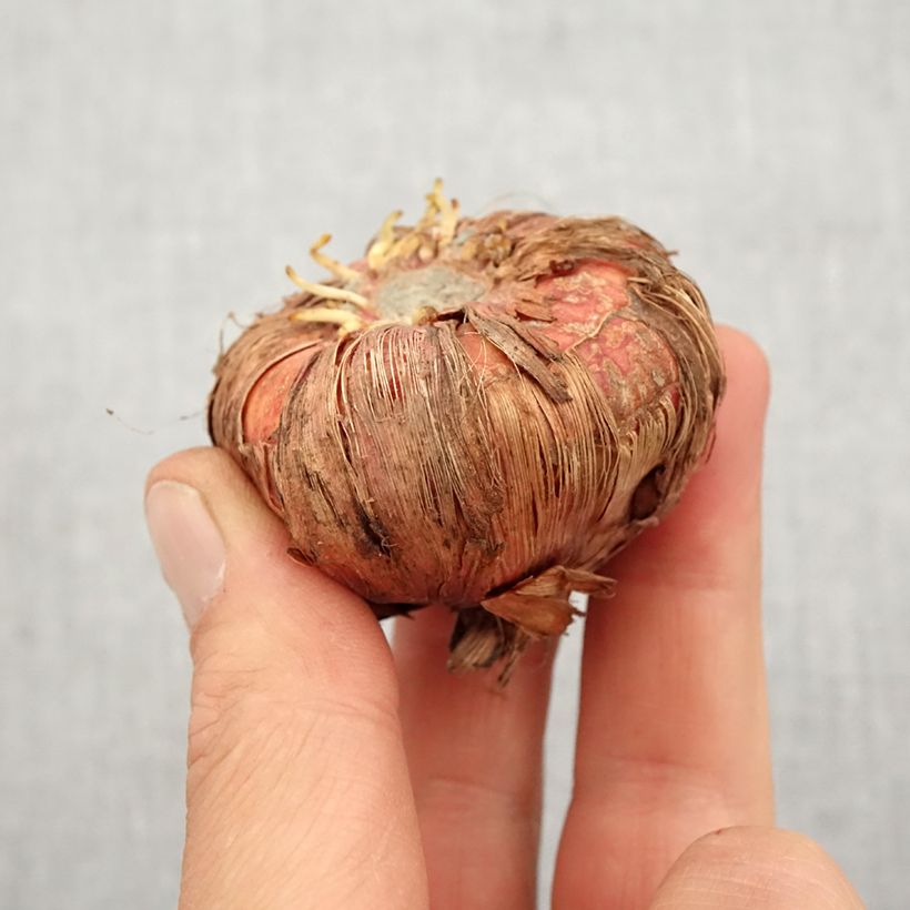 Gladiolo Espresso Bulbo taglia 14+ esemplare consegnato in primavera