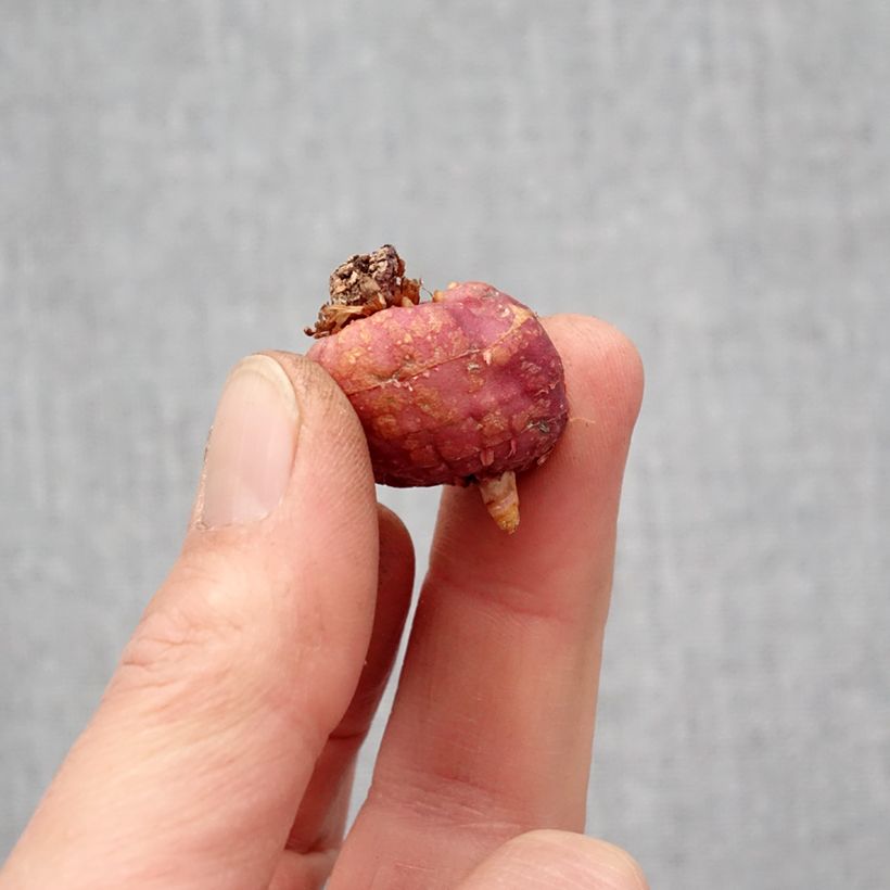 Gladiolo Glamourglad Flevo Cool Bulbo taglia 10+ esemplare consegnato in primavera