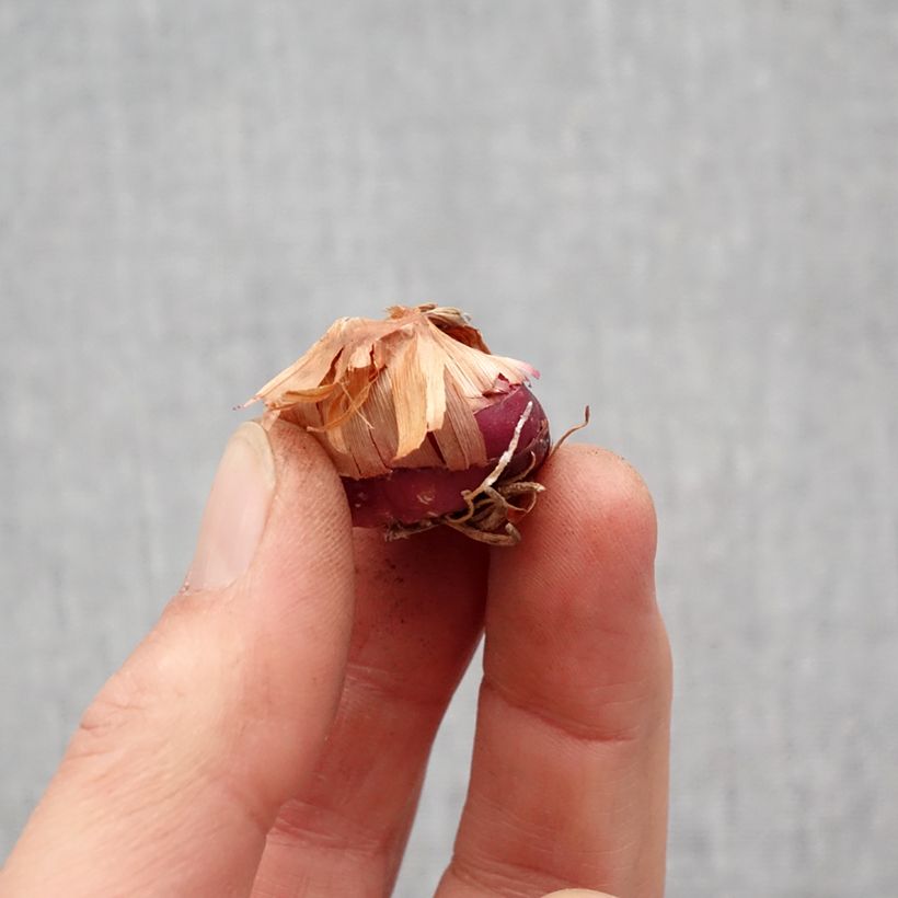 Gladiolus papilio Flevo Vito Bulbo taglia 12+ esemplare consegnato in primavera