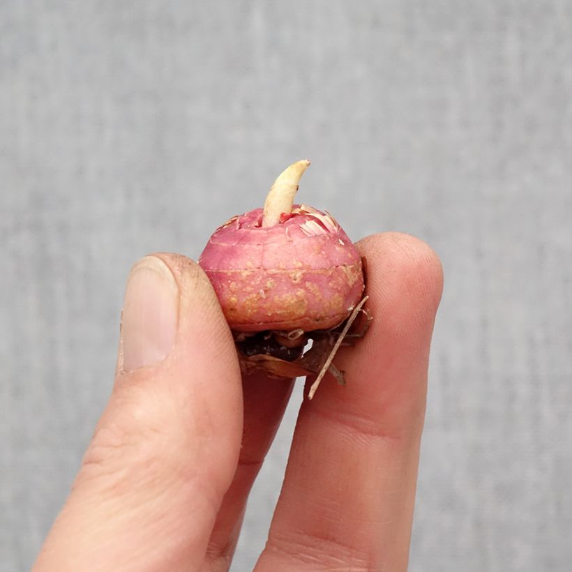 Gladiolo Fragrant Lady Bulbo taglia 10+ esemplare consegnato in primavera