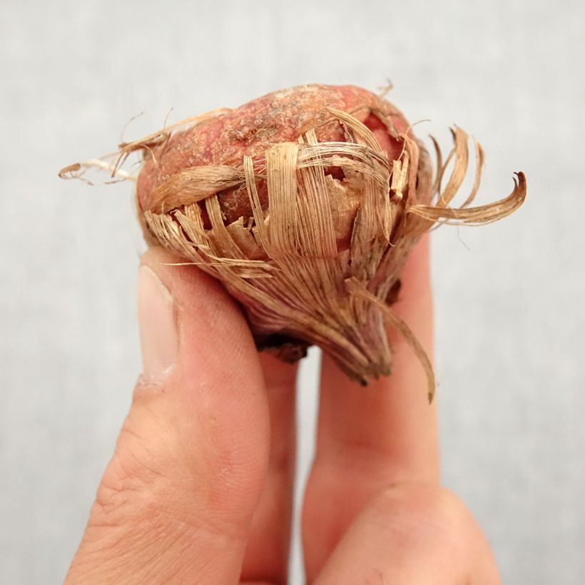 Gladiolo Green Star Bulbo taglia 14+ esemplare consegnato in primavera