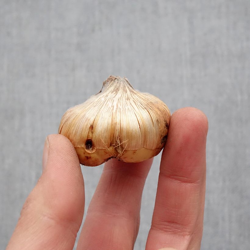 Gladiolo Home Coming Bulbo taglia 14+ esemplare consegnato in primavera