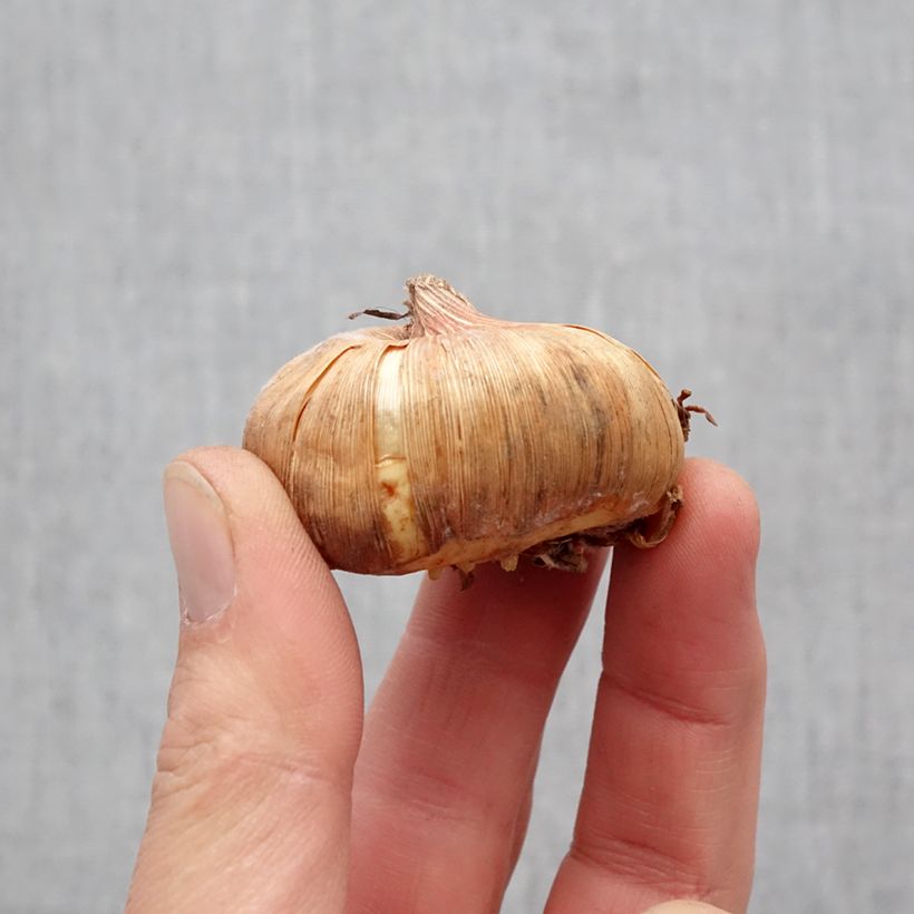 Gladiolo Invitatie Bulbo taglia 11+ esemplare consegnato in primavera