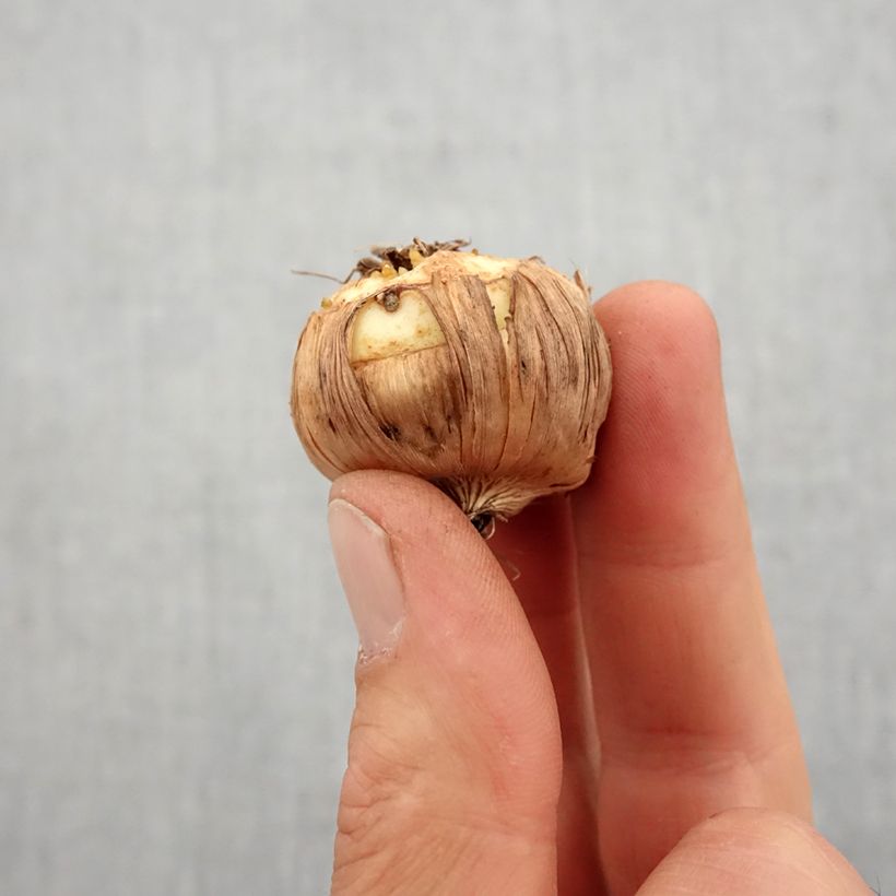 Gladiolo Mon Amour Bulbo taglia 14+ esemplare consegnato in primavera