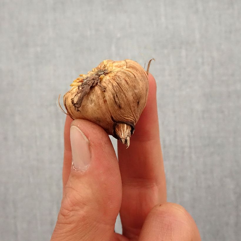 Gladiolus colvillei White Eyed Miss Bulbo taglia 10+ esemplare consegnato in primavera