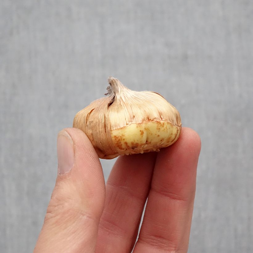 Gladiolus primulinus Angel Kisses Bulbo taglia 8+ esemplare consegnato in primavera