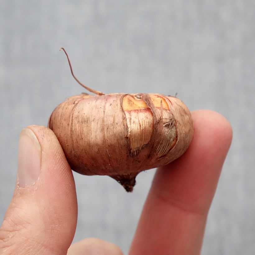 Gladiolo Ovatie Bulbo taglia 10+ esemplare consegnato in primavera