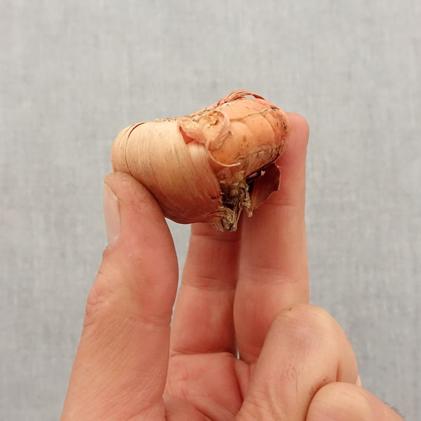 Gladiolo Peter Pears Bulbo taglia 12+ esemplare consegnato in primavera