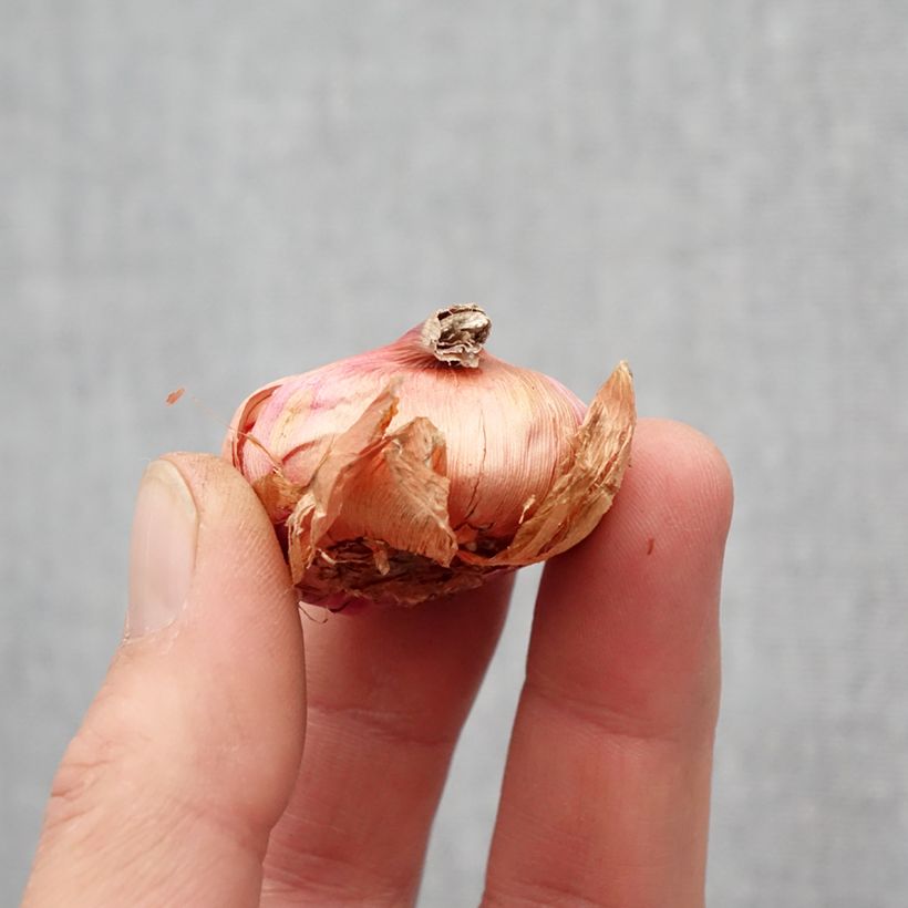 Gladiolus primulinus Atom Bulbo taglia 8+ esemplare consegnato in primavera