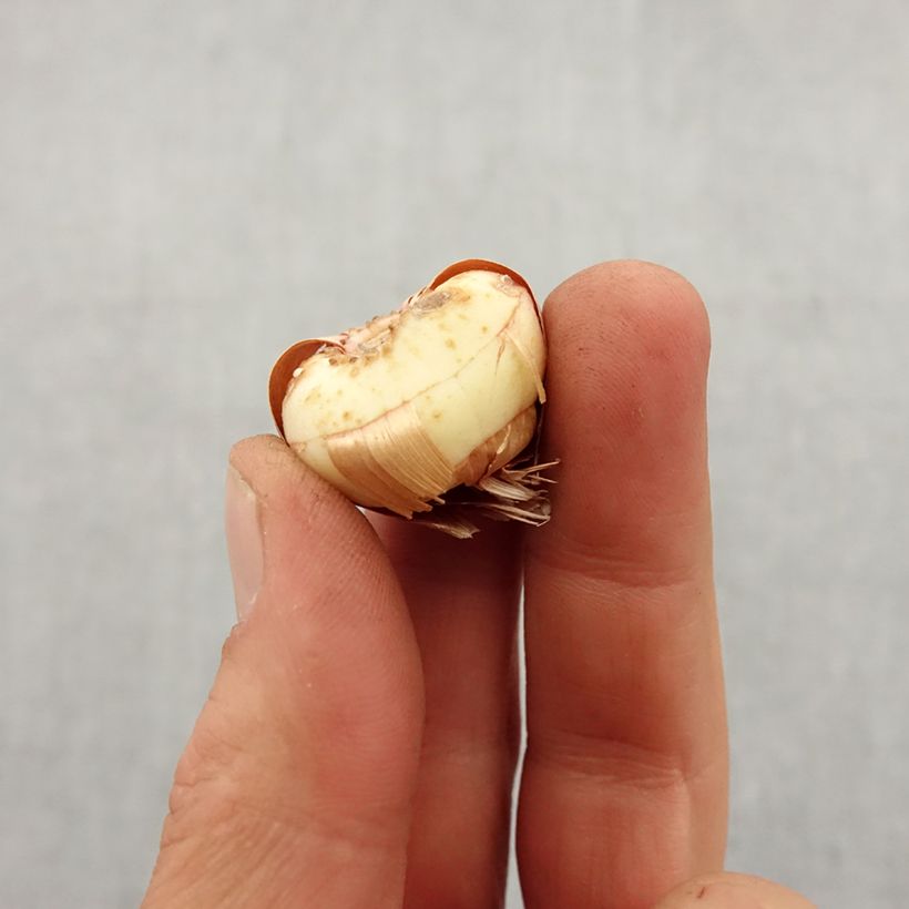 Gladiolus primulinus Fiona Bulbo taglia 8+ esemplare consegnato in primavera