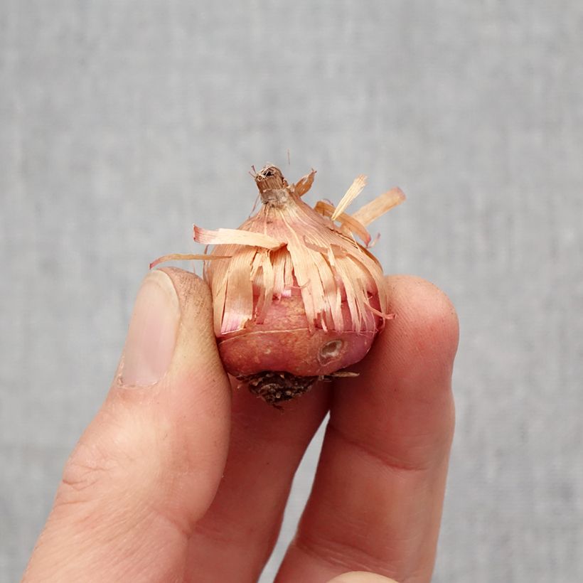 Gladiolus primulinus Mirella Bulbo taglia 8+ esemplare consegnato in primavera