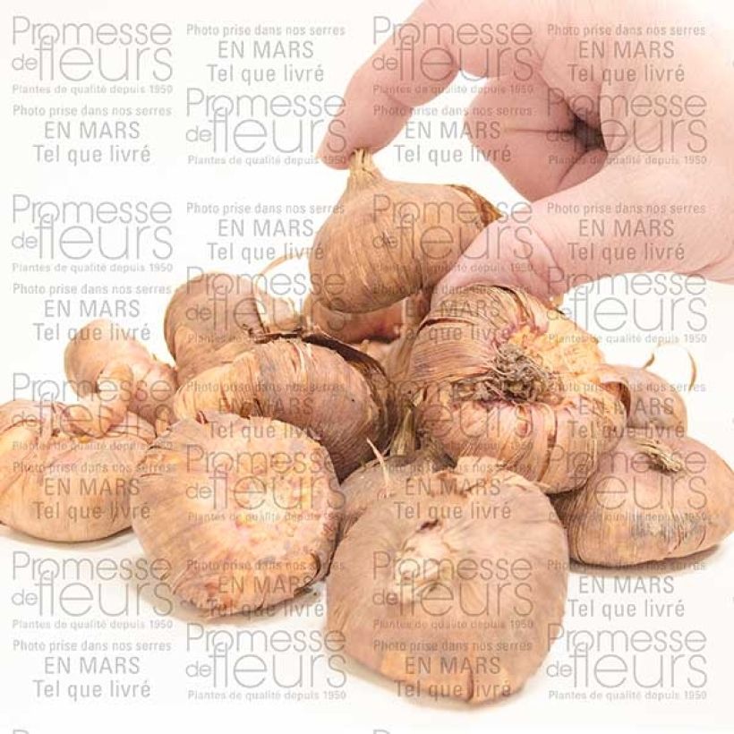 Example of Gladiolo Priscilla Bulbo taglia 14+ as you get