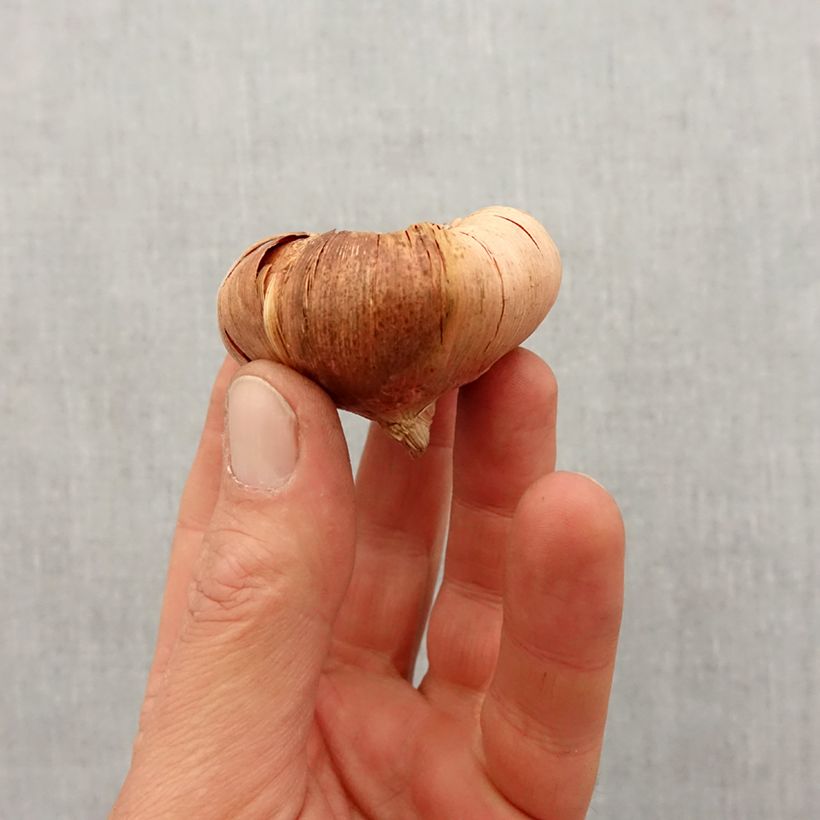 Gladiolo Sweet Blue Bulbo taglia 12+ esemplare consegnato in primavera