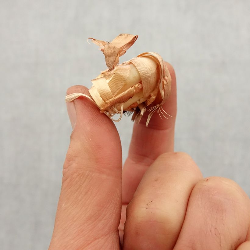 Gladiolus tubergenii Charm Bulbo taglia 8+ esemplare consegnato in primavera