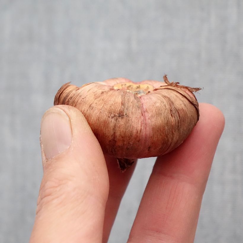 Gladiolo Victor Borge Bulbo taglia 14+ esemplare consegnato in primavera