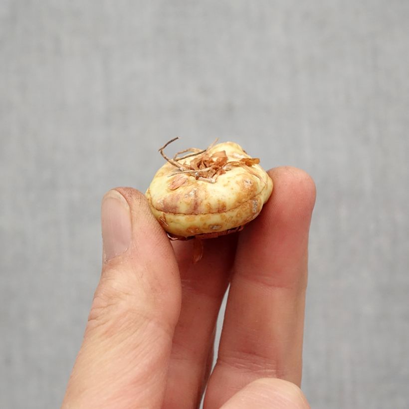 Gladiolo Violet Moon Bulbo taglia 14+ esemplare consegnato in primavera