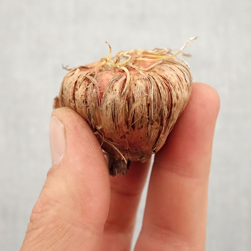 Example of Gladiolo White Prosperity Bulbo taglia 14+ as you get in printemps