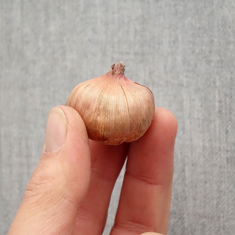 Gladiolo Wig's Sensation Bulbo taglia 10+ esemplare consegnato in primavera