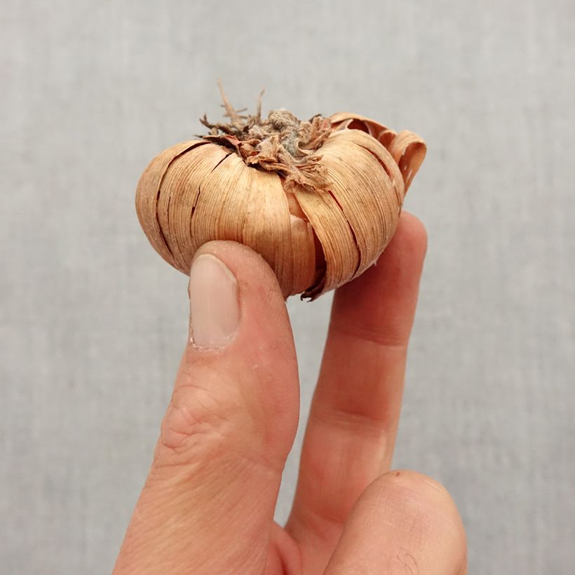 Gladiolo Zizanie Bulbo taglia 12+ esemplare consegnato in primavera