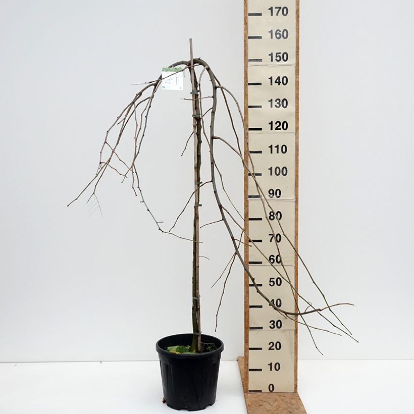 Esemplare di Gleditsia triacanthos Emerald Cascade Vaso da 7,5L/10L, Vaso impalcato come consegnato in autunno