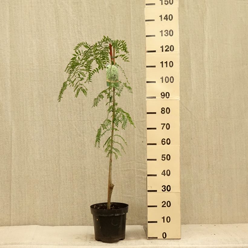 Esemplare di Gleditsia triacanthos Emerald Cascade Vaso da 12L/15L, Vaso impalcato consegnato in estate
