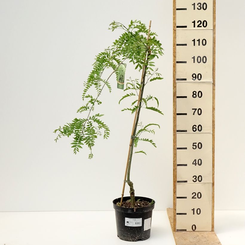 Example of Gleditsia triacanthos Emerald Cascade Vaso da 12L/15L, Vaso impalcato as you get in printemps