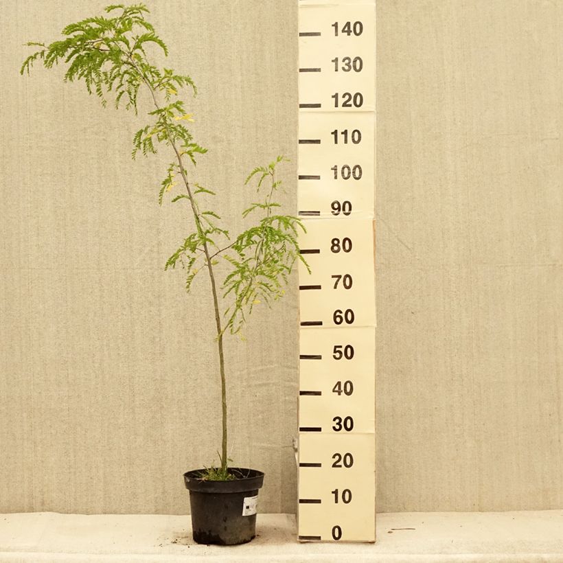 Esemplare di Gleditsia triacanthos - Spino di Giuda Vaso da 4L/5L consegnato in estate