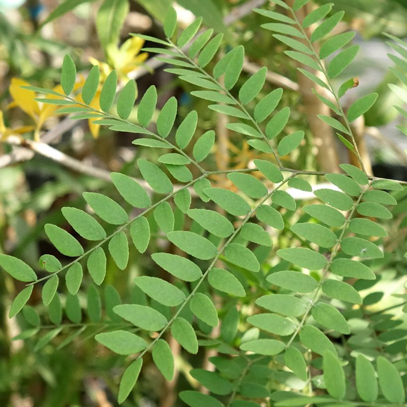 Gleditsia triacanthos Goofy (Foliage)