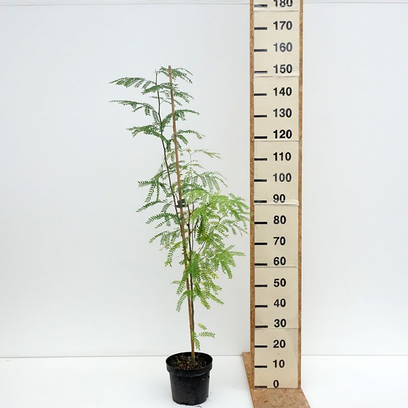 Esemplare di Gleditsia triacanthos Goofy Vaso da 7,5L/10L consegnato in estate