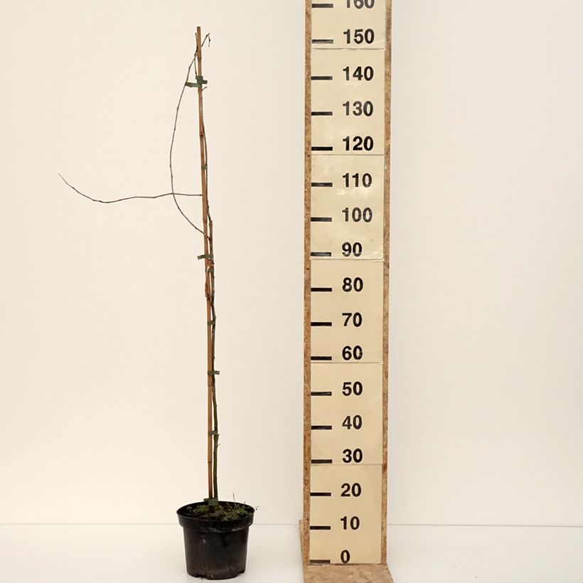 Gleditsia triacanthos Goofy - Févier d'Amérique Pot de 7,5L/10L esemplare consegnato in inverno