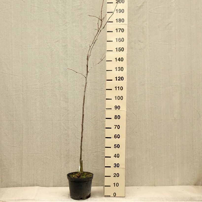 Esemplare di Gleditsia triacanthos f.inermis Shademaster Vaso da 7,5L/10L come consegnato in autunno