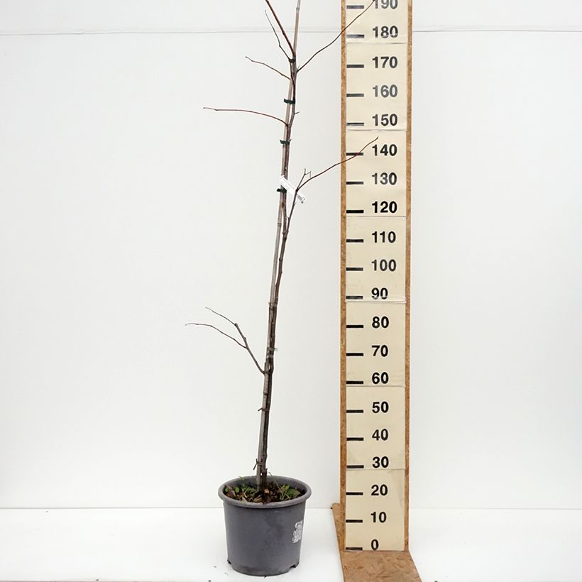 Esemplare di Gleditsia triacanthos f.inermis Skyline Vaso da 12L/15L, Astone alto come consegnato in autunno