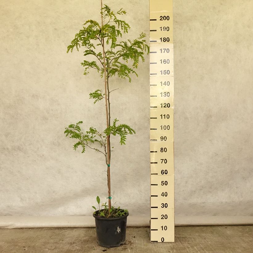 Esemplare di Gleditsia triacanthos f.inermis Skyline Vaso da 12L/15L, Astone alto consegnato in estate